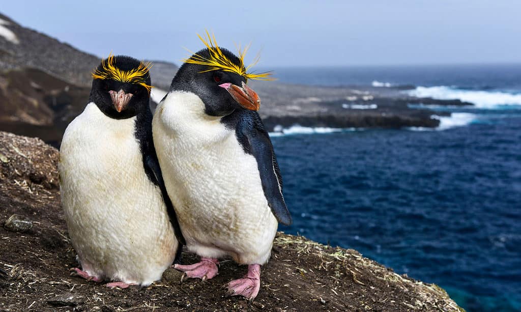 Pinguini maccheroni