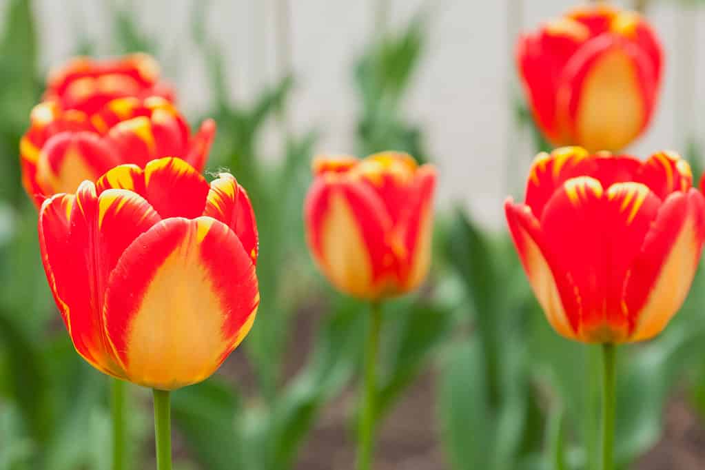 Tulipani di Banja Luka rossi e gialli in fiore