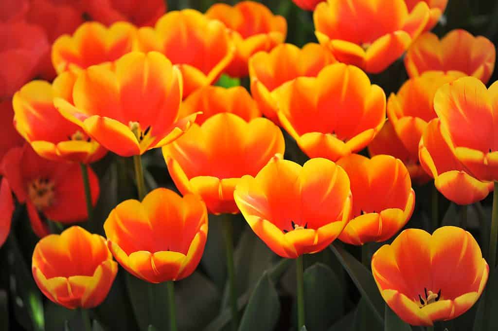 Bellissimi tulipani ibridi Darwin giallo-arancio