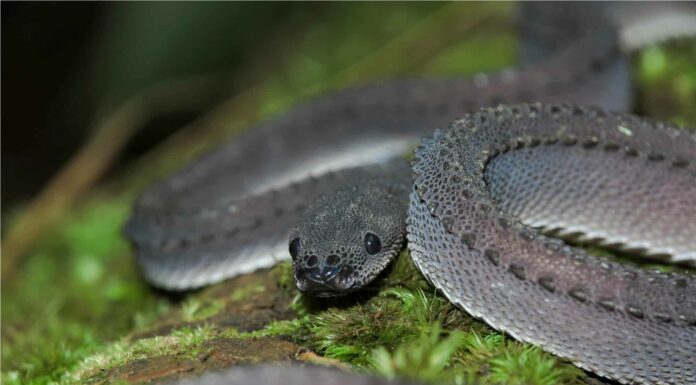 sahara horned viper