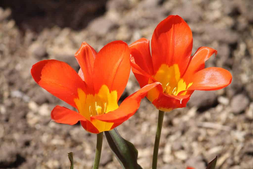 Due tulipani Fosteriana arancione brillante