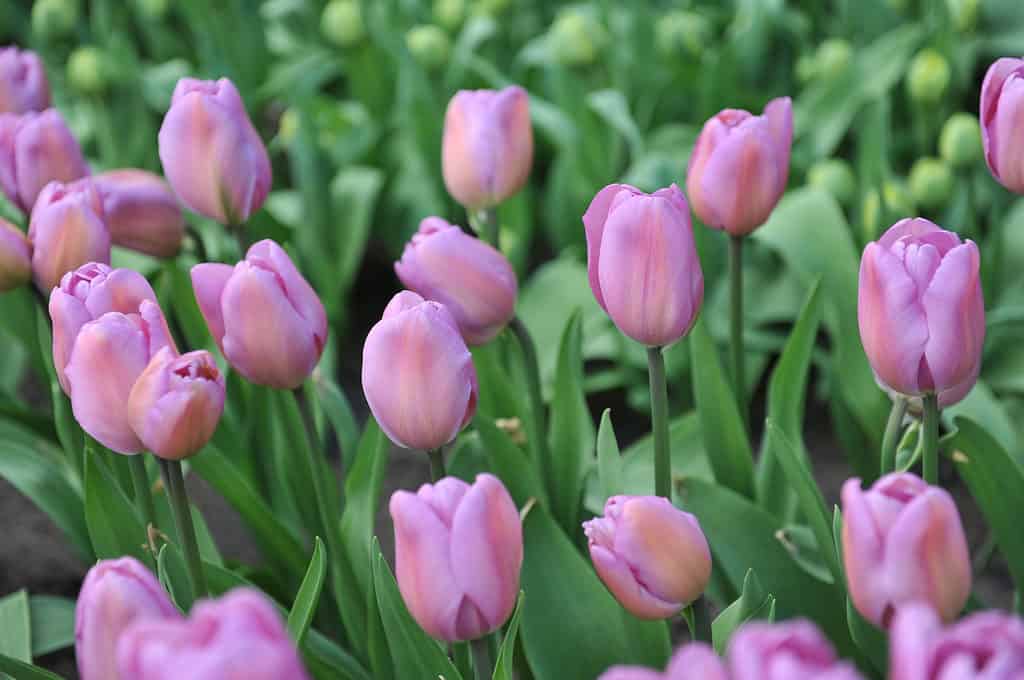 Rosa scuro Alibi tulipani in un giardino