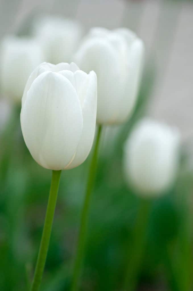 Bianco brillante Maureen tulipani in fiore