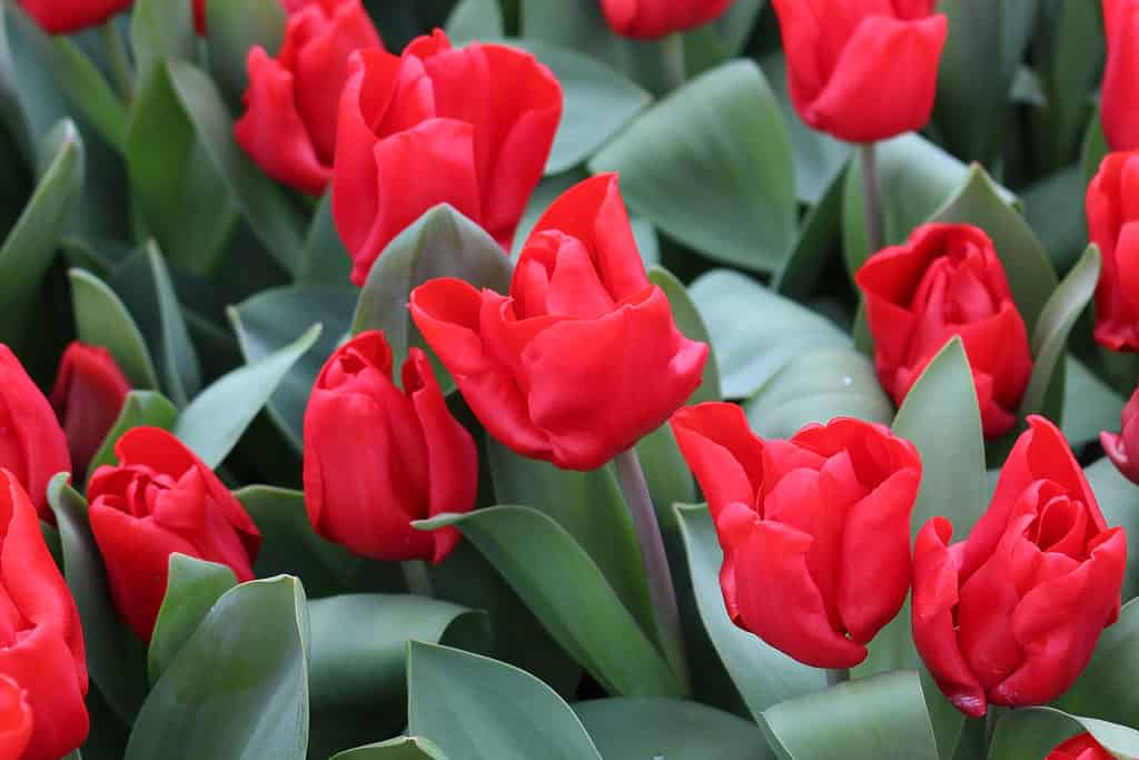 Letto di Cappuccetto rosso in fiore tulipani