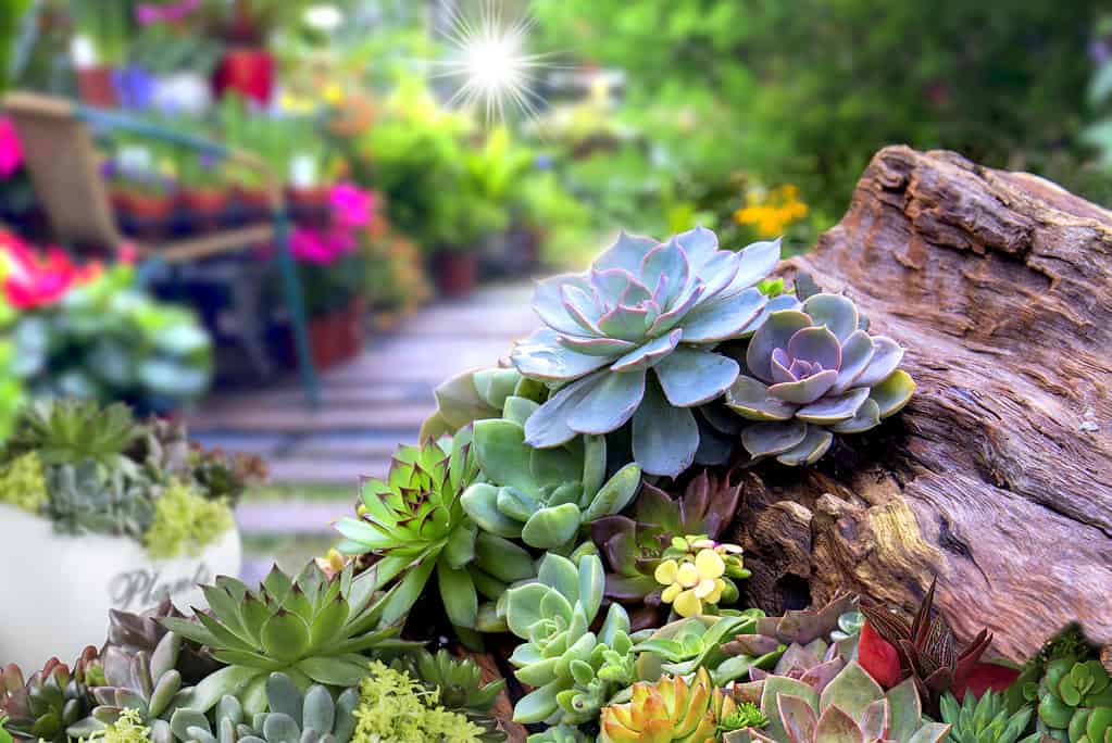 Piante succulente rosetta in miniatura in un giardino