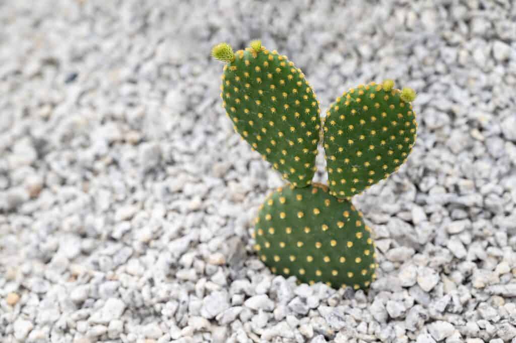 Primo piano di un cactus dell'orecchio del coniglietto
