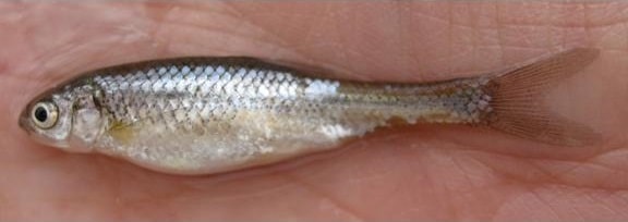 Minnow argenteo del Rio Grande