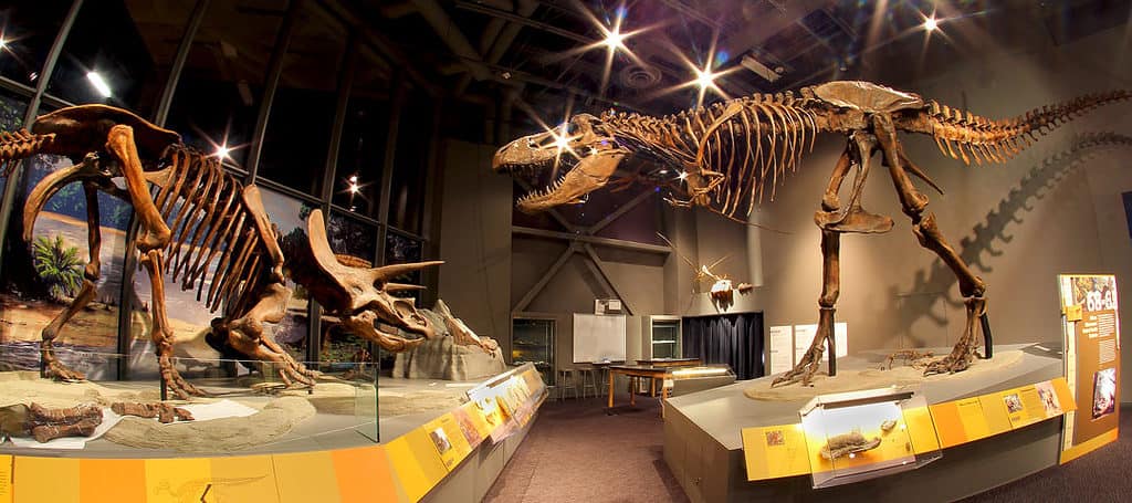 Tyrannosaurus Rex dinosauro nel museo del Nord Dakota