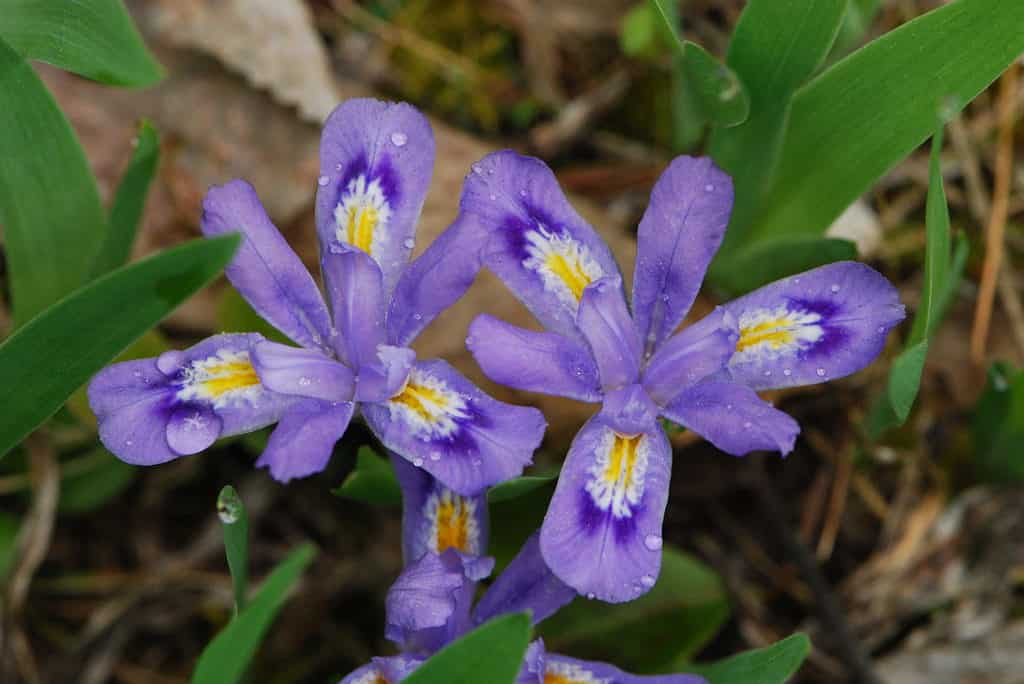 L'iris del lago nano (Iris lacustris) è il fiore dello stato del Michigan.
