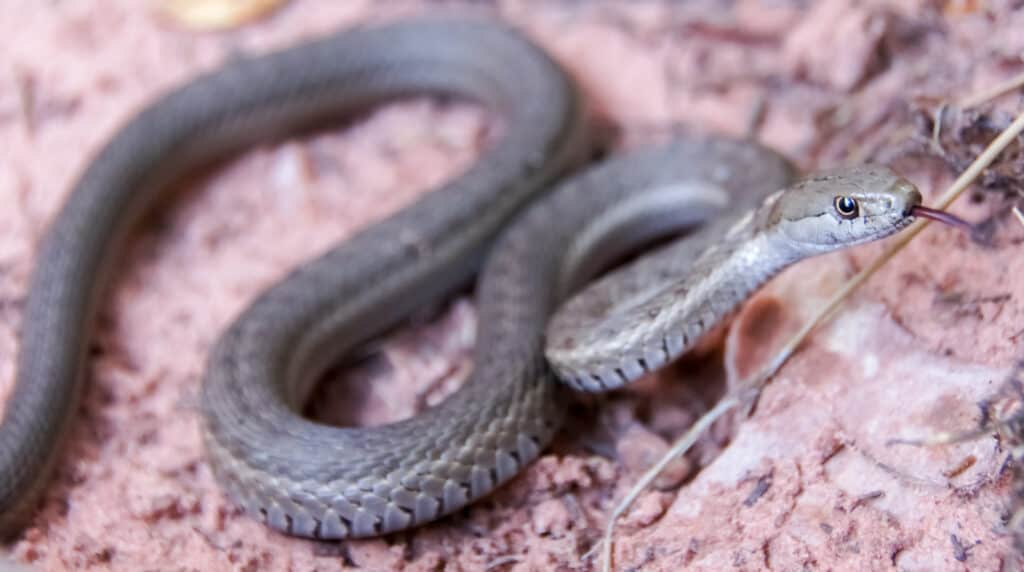 Serpente giarrettiera terrestre - Thamnophis elegans