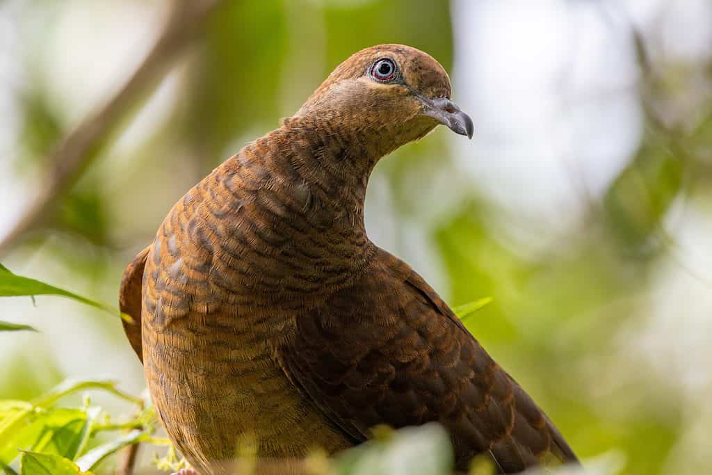 Brown Cuckoo-Colomba nel Queensland in Australia