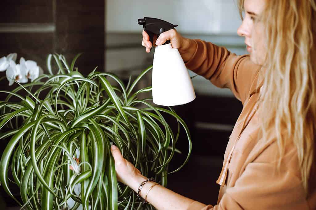 Una donna nebulizza una pianta ragno con una bottiglia d'acqua
