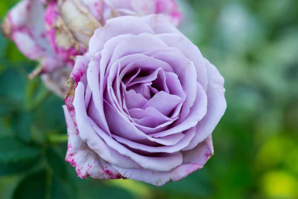 Un primo piano della rosa Indigoletta viola pastello