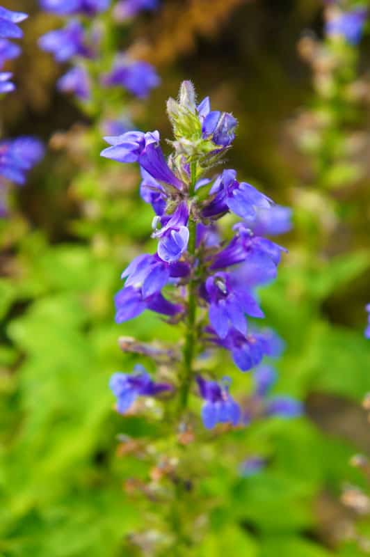 Lobelia, fiore, blu, botanica, primo piano