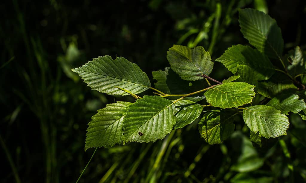 Alnus incana