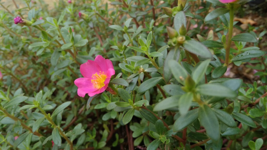 Un singolo fiore rosa nutkana o setola rosa in un cespuglio verde con petali di fiori rosa