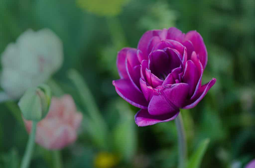 Primo piano di un tulipano peonia viola Blue Spectacle