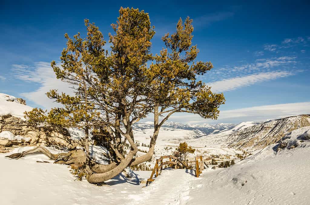 Pino Whitebark affacciato sulle Mammoth Hot Springs nel Parco Nazionale di Yellowstone