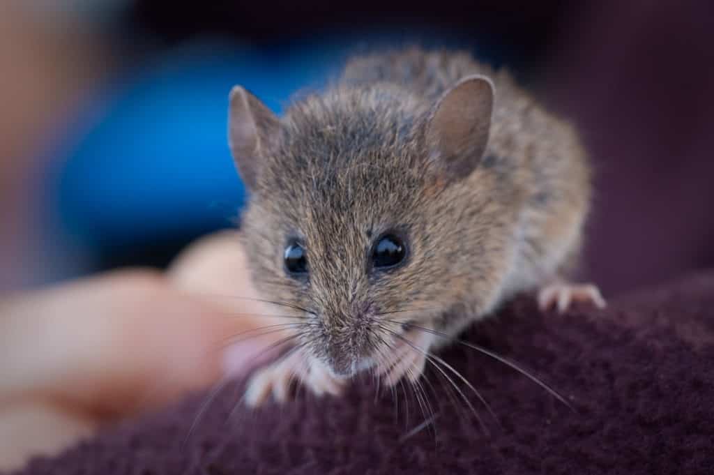 L'orecchio di un topo è adattato per rilevare frequenze specifiche