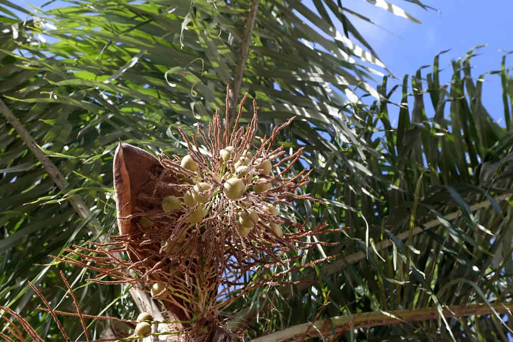 Noci di cocco brasiliane della palma - Acrocomia aculeata