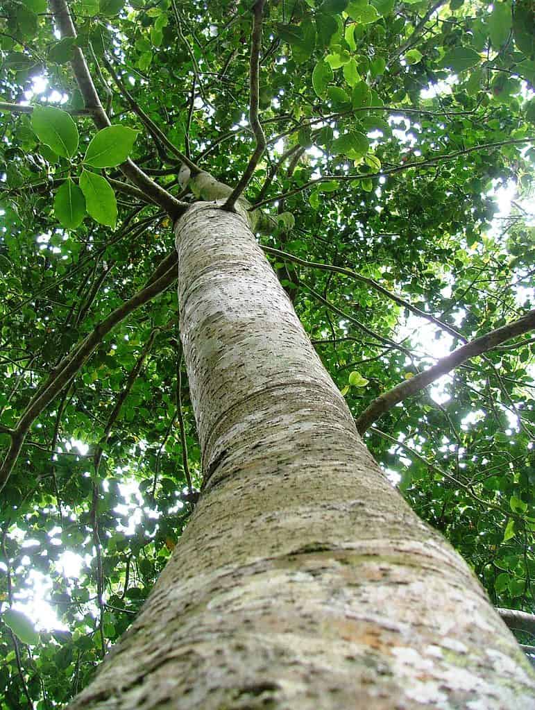 Albero di legno puzzolente (Ocotea bullata)