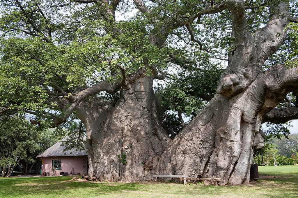 Sunland Baobab di Limpopo, Sud Africa