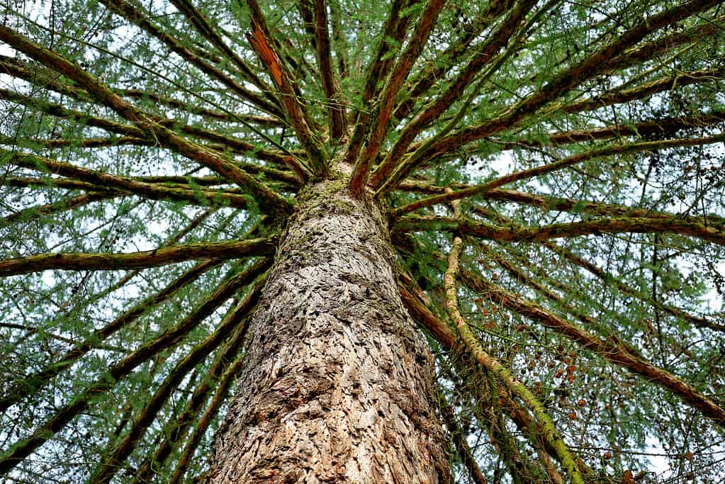 Larice in Polonia centrale - Larix polonica