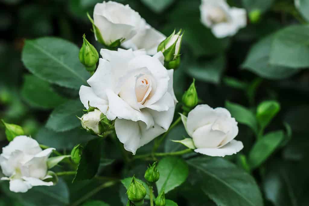 Un cespuglio pieno di rose bianche con boccioli verdi