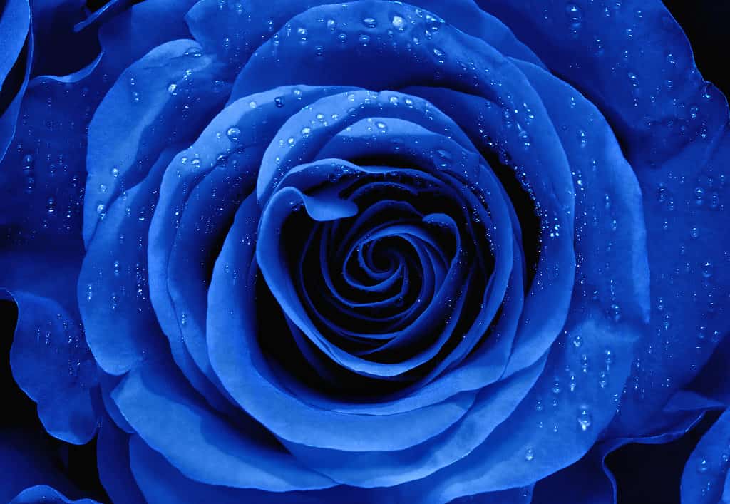 Un primo piano di una vibrante rosa blu con gocce d'acqua sui suoi petali