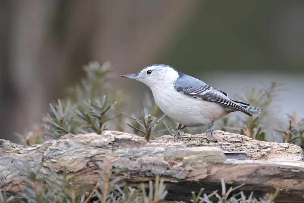 picchio muratore dal petto bianco