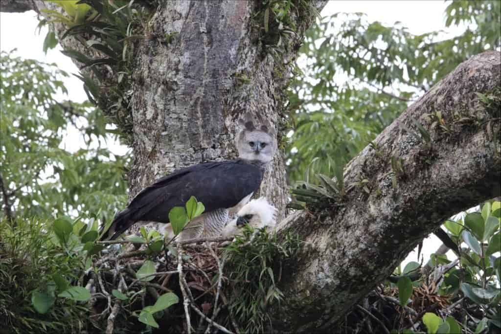 Le aquile arpie fanno la loro casa nelle foreste pluviali di Panama