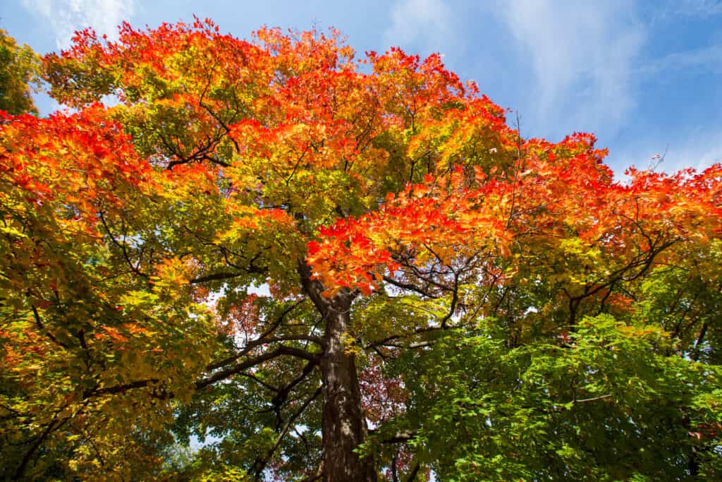 Acer saccharum zucchero acero albero che cambia colore in autunno