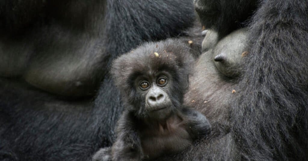Baby gorilla- il bambino gorilla si siede con sua madre
