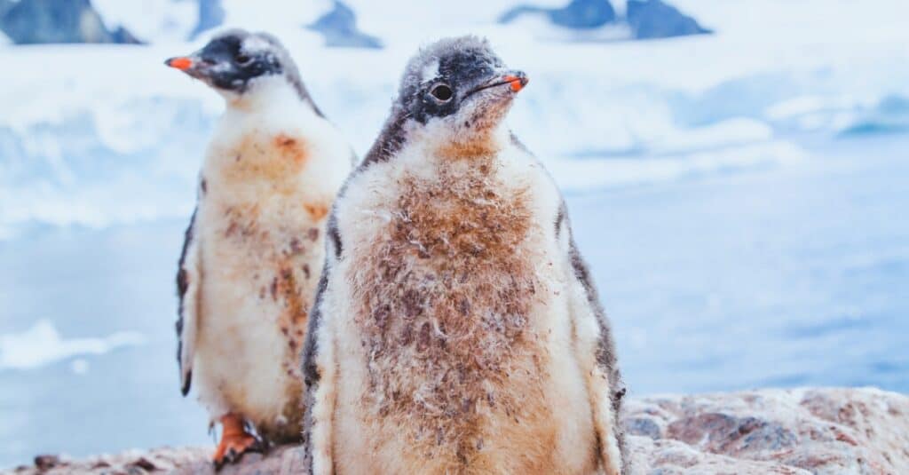 baby pinguino - una coppia di pulcini di pinguino