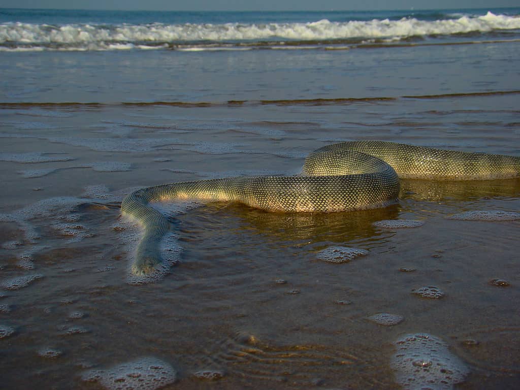 Serpente di mare velenoso