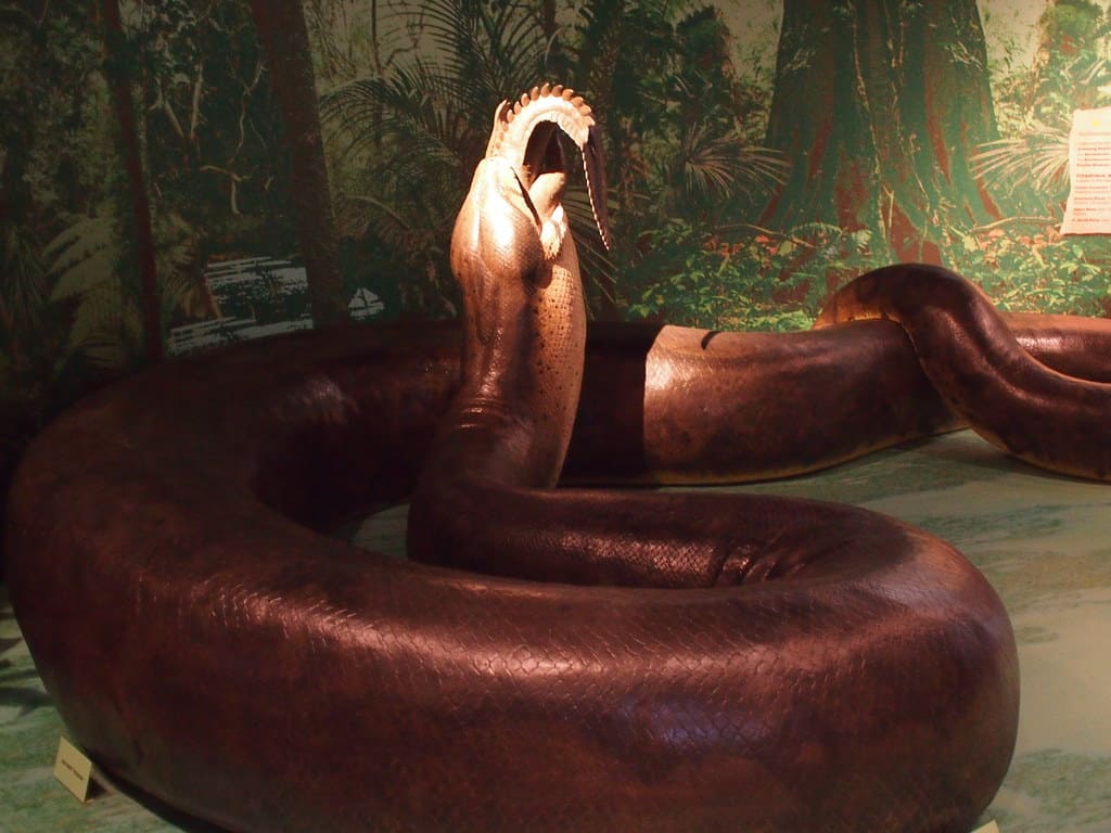 Modello Titanaboa, Museo Nazionale di Storia Naturale, Washington, DC.