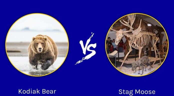 Battaglie epiche: l'orso Kodiak contro un enorme cervo alce
