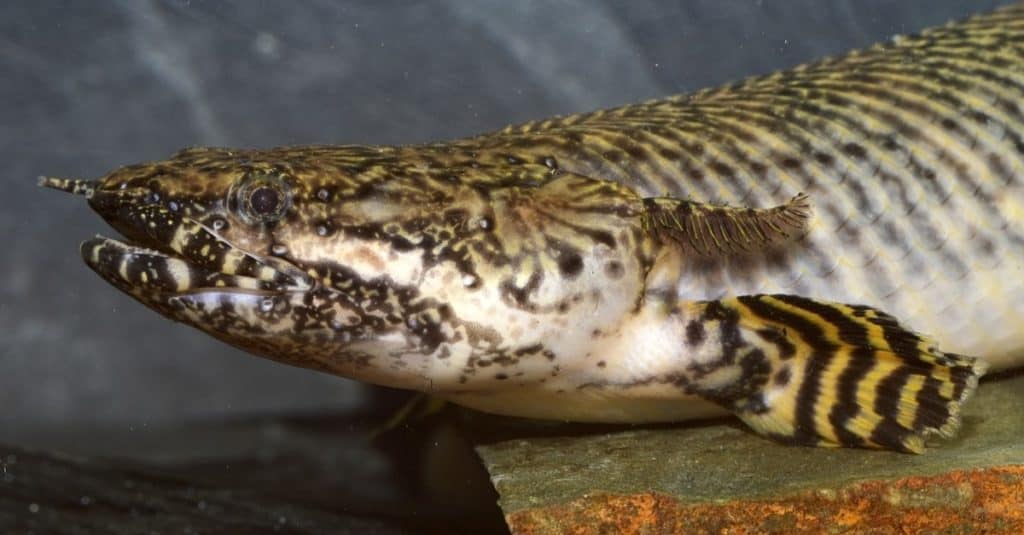 Polypterus ornatipinnis (il bichir ornato), un pesce d'acqua dolce della famiglia dei bichir (Polypteridae) trovato nel lago Tanganica e nel bacino del fiume Congo nell'Africa centrale e orientale