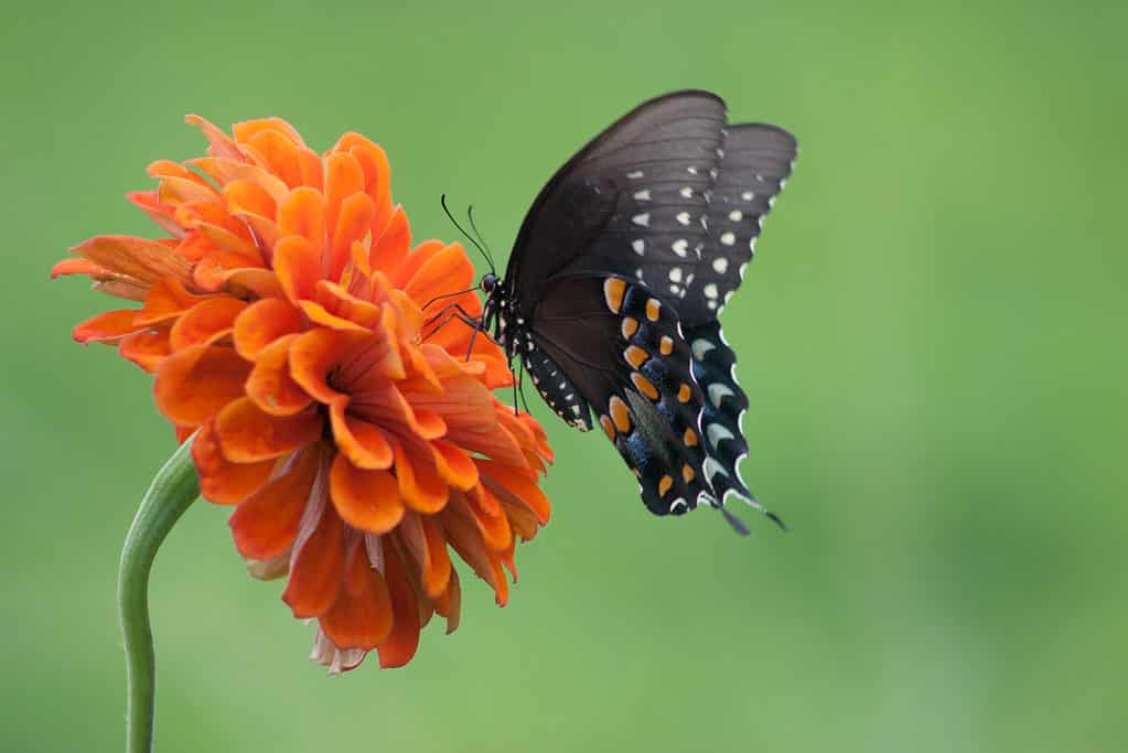 A black swallowtail butterfly is visible center frame facing left. The butterfly is feeding on an orange Xenia which is in the left part of the frame. The butterfly is primarily black with splotches of orange blue and white on its tail and the edges of its wings. The background is out of focus green.