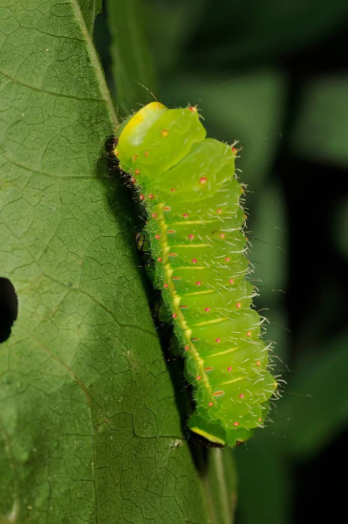 Un bruco Luna Moth verde brillante che striscia su una foglia verde.  Il bruco è verticale nel telaio.