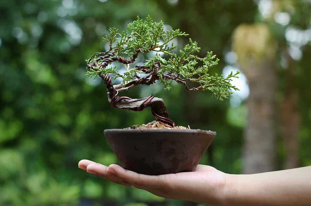 Cablaggio di un albero bonsai