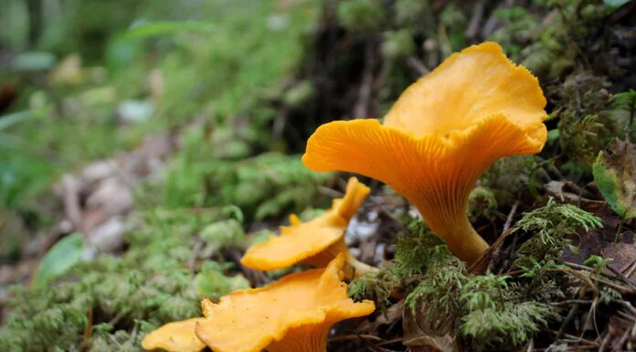 Caccia ai funghi in California: una guida completa
