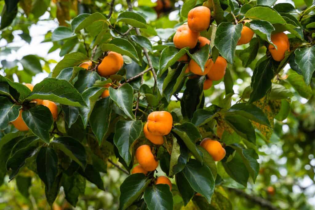 Albero di cachi con frutti maturi