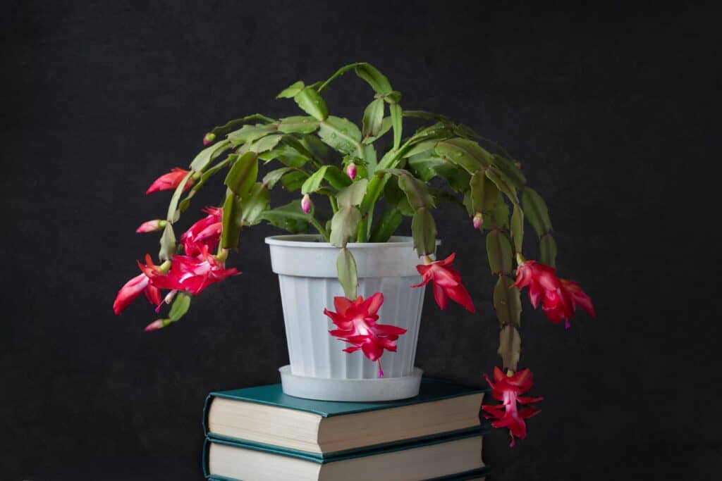 Fiore Decembrist in fiore (zygocactus di Schlumberger) su sfondo scuro con gocce d'acqua su petali rossi.  Casa pianta da interno in un vaso bianco su una pila di libri