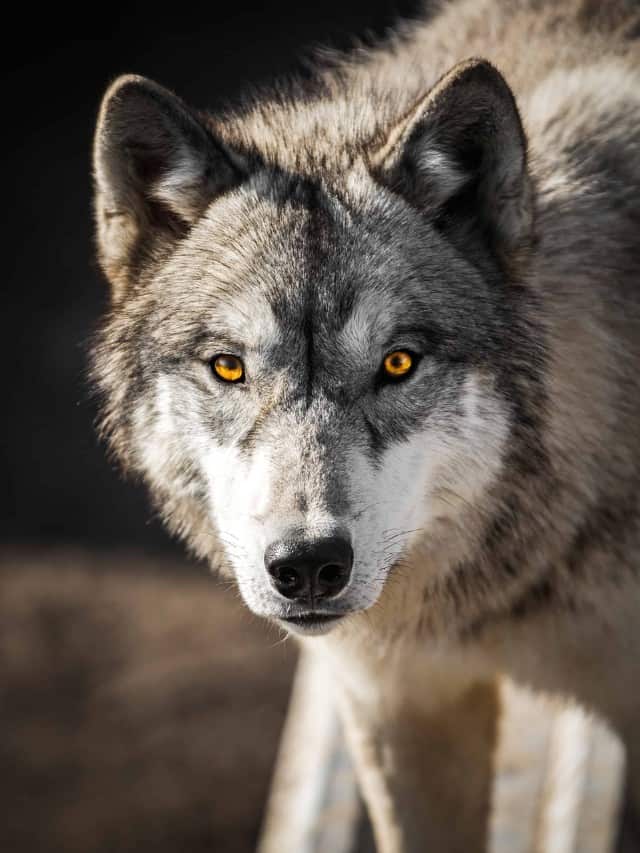Quanti lupi vivono nel parco nazionale di Yellowstone Immagine di copertina