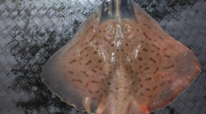 Clearnose Skate
