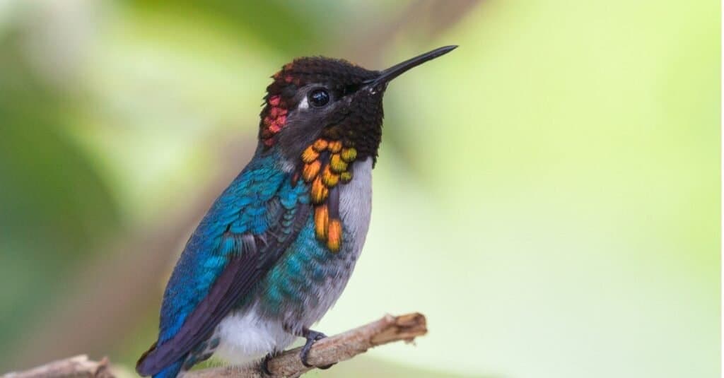 Gli uccelli più piccoli