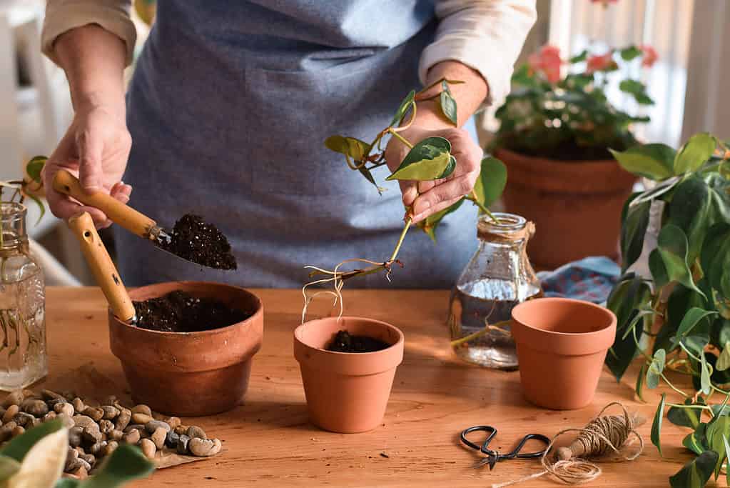 Pianta il pothos in vasi con drenaggio adeguato e spazio per crescere