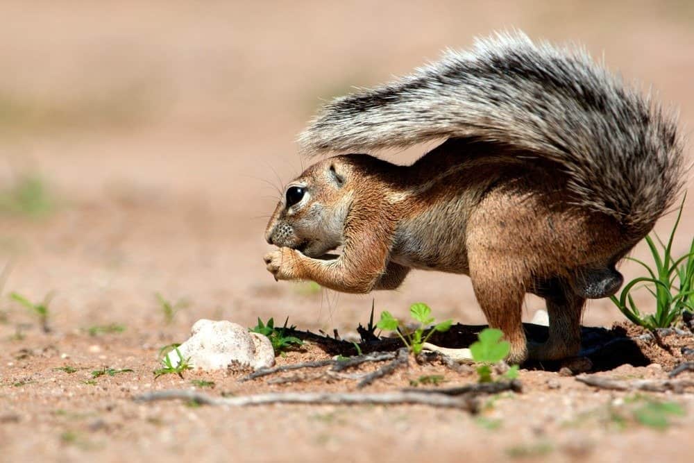 Scoiattolo rotondo (Xerus inauris), nella stagione delle piogge, Parco transfrontaliero di Kgalagadi, Deserto Kalahari, Sud Africa.