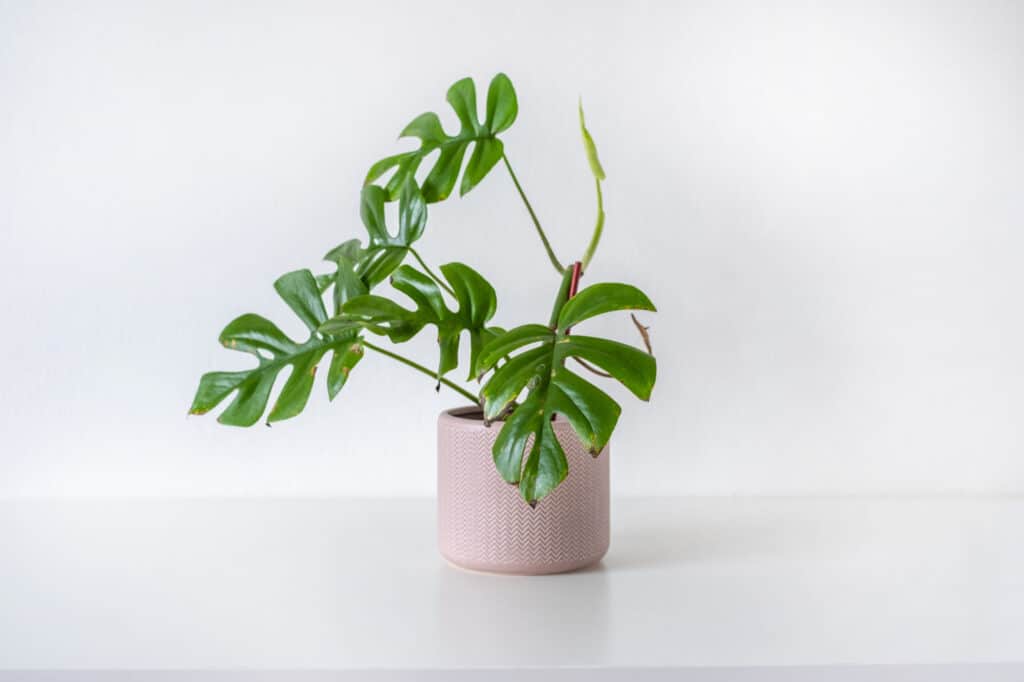 Una giovane pianta da appartamento mini monstera con quattro grandi = foglie verdi divise in un vaso di ceramica rosa chiaro su una superficie bianca con uno sfondo bianco. 